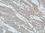 TMEM77 Antibody in Immunohistochemistry (Paraffin) (IHC (P))