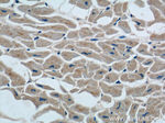 TMEM77 Antibody in Immunohistochemistry (Paraffin) (IHC (P))