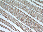 MMADHC Antibody in Immunohistochemistry (Paraffin) (IHC (P))