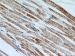 MMADHC Antibody in Immunohistochemistry (Paraffin) (IHC (P))