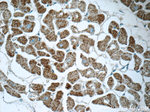 MMADHC Antibody in Immunohistochemistry (Paraffin) (IHC (P))