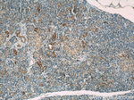 MMADHC Antibody in Immunohistochemistry (Paraffin) (IHC (P))