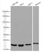MMADHC Antibody in Western Blot (WB)