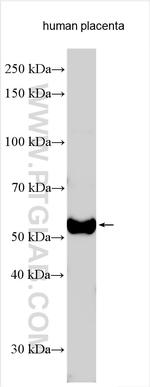 KCTD8 Antibody in Western Blot (WB)