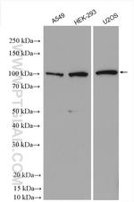 CIP2A Antibody in Western Blot (WB)