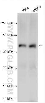 MORC2 Antibody in Western Blot (WB)