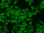 Claspin Antibody in Immunocytochemistry (ICC/IF)