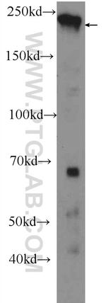 Claspin Antibody in Western Blot (WB)