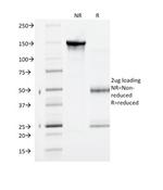 VEGF-R1/FLT-1 Monoclonal Antibody (FLT1/1663)