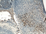 DLX6 Antibody in Immunohistochemistry (Paraffin) (IHC (P))