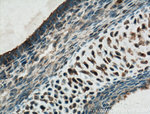 DLX6 Antibody in Immunohistochemistry (Paraffin) (IHC (P))