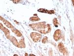 Flt3/CD135 Antibody in Immunohistochemistry (Paraffin) (IHC (P))