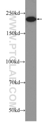 ATG2A Antibody in Western Blot (WB)
