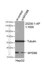 MYD88 Antibody in Western Blot (WB)
