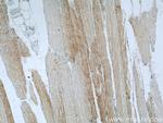 IRGQ Antibody in Immunohistochemistry (Paraffin) (IHC (P))