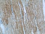 IRGQ Antibody in Immunohistochemistry (Paraffin) (IHC (P))
