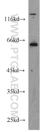IRGQ Antibody in Western Blot (WB)