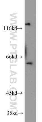 IRGQ Antibody in Western Blot (WB)