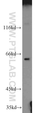 IRGQ Antibody in Western Blot (WB)