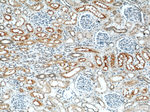 ZNF311 Antibody in Immunohistochemistry (Paraffin) (IHC (P))
