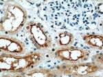 ZNF311 Antibody in Immunohistochemistry (Paraffin) (IHC (P))