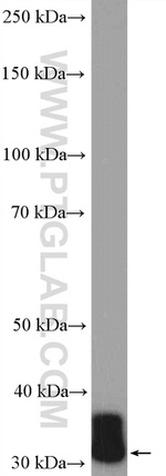 RSPH9 Antibody in Western Blot (WB)