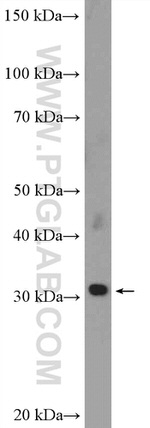 RSPH9 Antibody in Western Blot (WB)