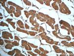 IDH2 Antibody in Immunohistochemistry (Paraffin) (IHC (P))