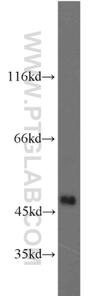 IDH2 Antibody in Western Blot (WB)