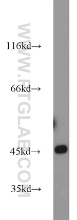 IDH2 Antibody in Western Blot (WB)