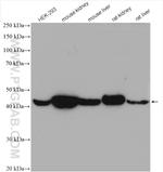 IDH2 Antibody in Western Blot (WB)