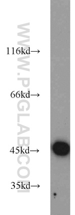 IDH2 Antibody in Western Blot (WB)
