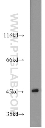 IDH2 Antibody in Western Blot (WB)