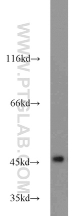 IDH2 Antibody in Western Blot (WB)