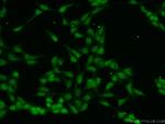 MAML3 Antibody in Immunocytochemistry (ICC/IF)