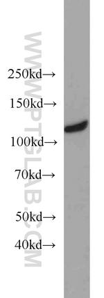MAML3 Antibody in Western Blot (WB)