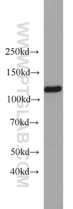 MAML3 Antibody in Western Blot (WB)