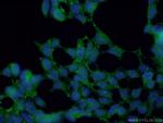 KCNN4 Antibody in Immunocytochemistry (ICC/IF)