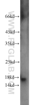 A2LD1 Antibody in Western Blot (WB)