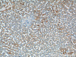 TICAM1 Antibody in Immunohistochemistry (Paraffin) (IHC (P))