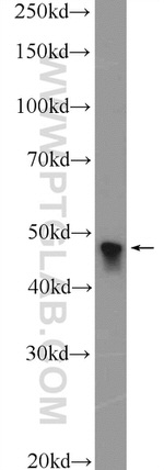 MTERFD1 Antibody in Western Blot (WB)