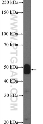 MTERFD1 Antibody in Western Blot (WB)