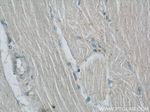 UPF3B Antibody in Immunohistochemistry (Paraffin) (IHC (P))