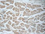 UPF3B Antibody in Immunohistochemistry (Paraffin) (IHC (P))