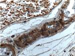 Angiopoietin 1 Antibody in Immunohistochemistry (Paraffin) (IHC (P))