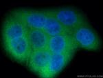 LGALS3BP Antibody in Immunocytochemistry (ICC/IF)
