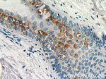 LGALS3BP Antibody in Immunohistochemistry (Paraffin) (IHC (P))