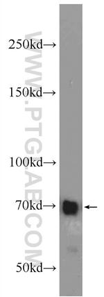 LGALS3BP Antibody in Western Blot (WB)