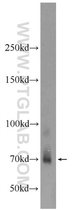 LGALS3BP Antibody in Western Blot (WB)