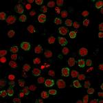 ICOS-L/ICOS Ligand/B7RP-1 (Immuno-Oncology Target) Monoclonal Antibody (ICOSL/3111)